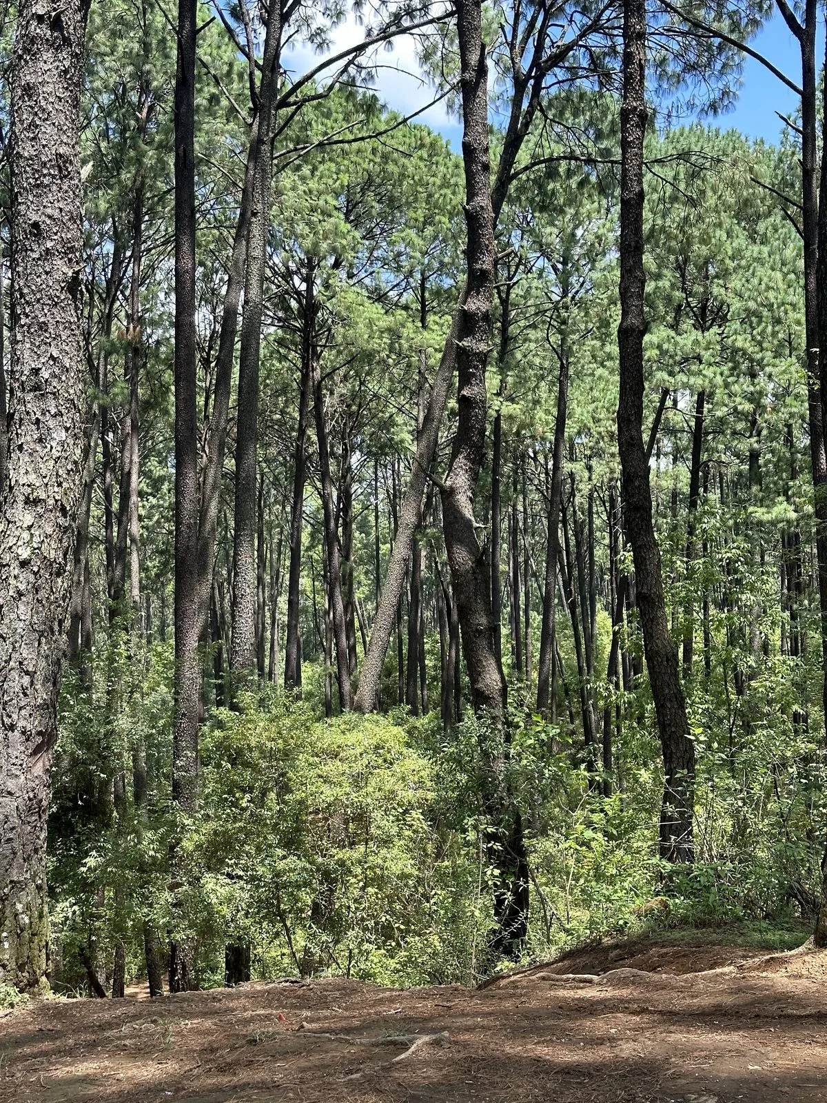 Bosque Cupatitzio Uruapan